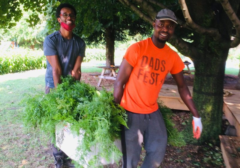 Amos and Esey harvesting carrots